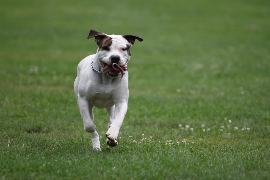 american bulldog