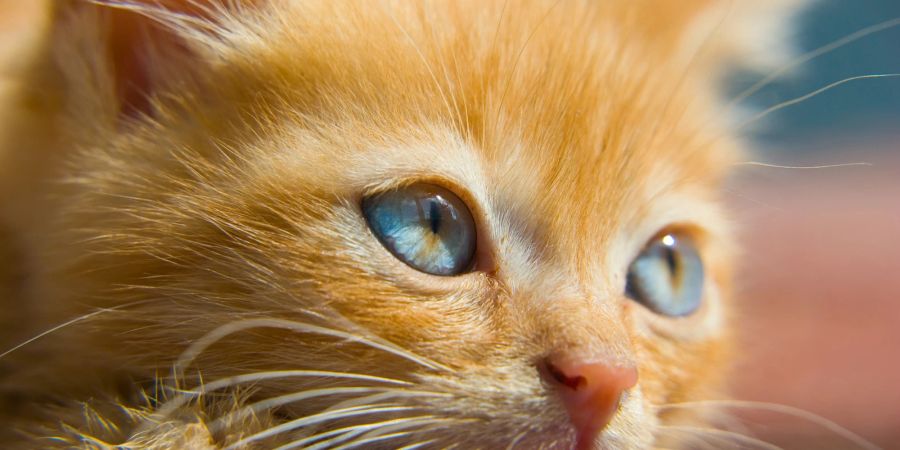 Die Augen einer Katze verraten viel, wenn die Blicke richtig gedeutet werden.