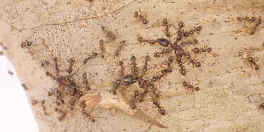 Gebietsfremde Grossköpfige Ameisen (Pheidole megacephala) vertreiben heimische Crematogaster-Ameisen.