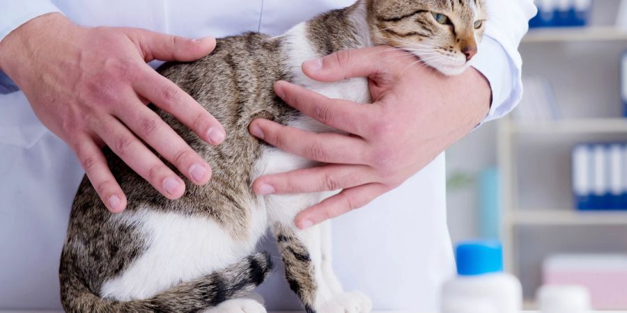 Bei länger anhaltenden Symptomen, etwa Appetitlosigkeit, sollten Katzenhalter immer einen Tierarzt aufsuchen.