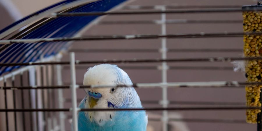 Ob Veränderungen, laute Geräusche oder Krankheiten: Es gibt viele Gründe, warum Vögel unter Stress leiden.