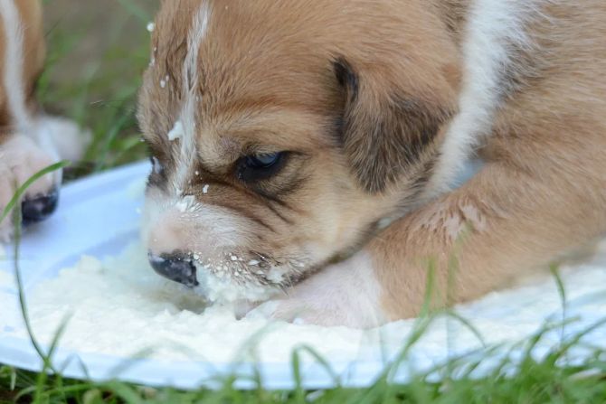 Welpen bei der Milchmahlzeit