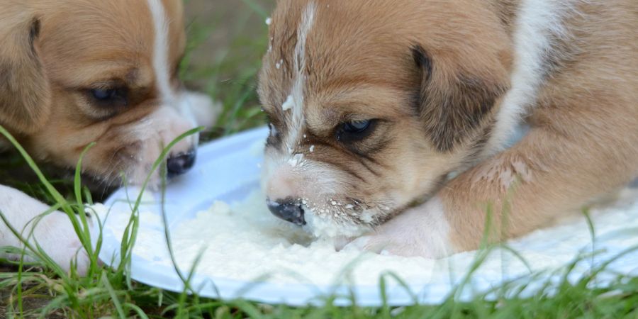 Wenn Welpen keine Muttermilch bekommen, können Hundehalter auf Produkte in Pulver- oder Flüssigform aus dem Handel zurückgreifen.