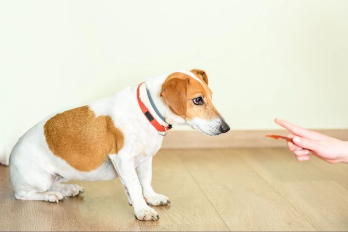 Der Hundehalter ist gefragt, Grenzen zu setzen und Regeln beizubringen - und sein Tier zu ermutigen, die Verantwortung abzugeben. Hund lernt Regeln.