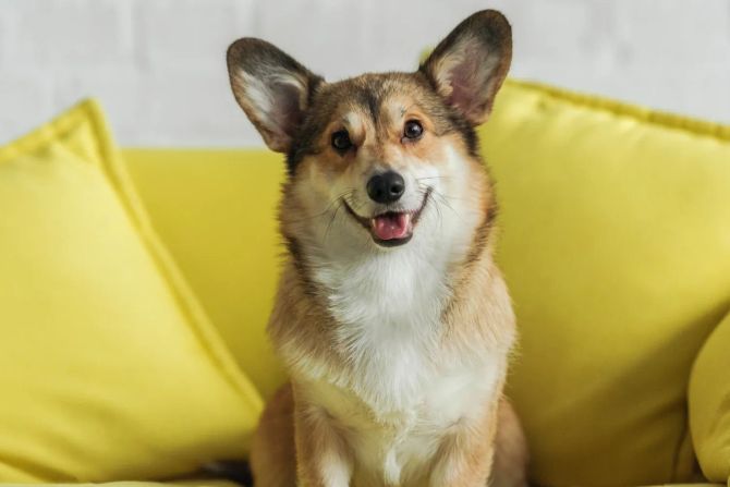 Corgi Hund