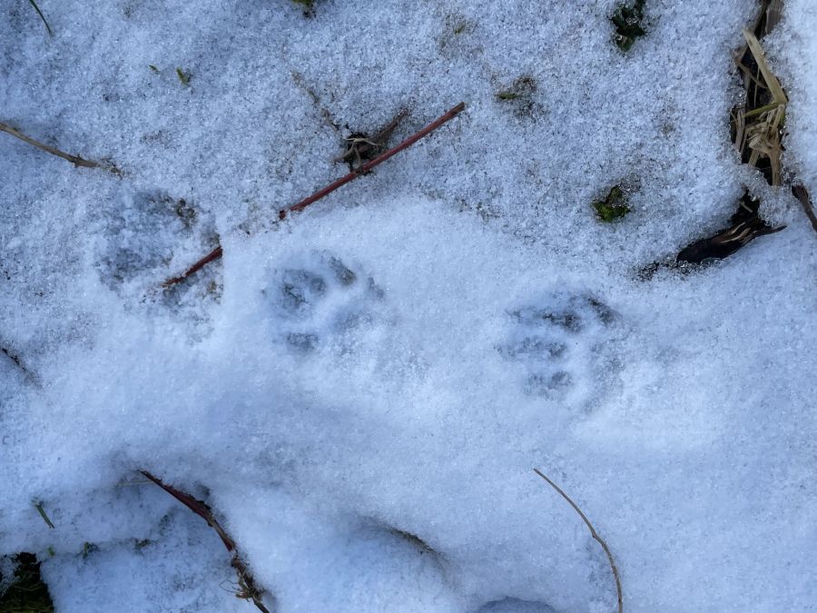 Die Fussspuren im Schnee verraten die Ankunft des Bibers im Wildnispark Sihlwald.