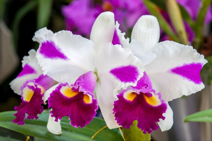 Was für die Schweiz das Edelweiss, ist für Kolumbien die Orchidee. Hier eine aus der Familie Cattleya. Orchidee weinrot lila gelb