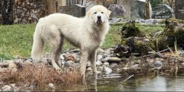 weisser hund seeland streuner