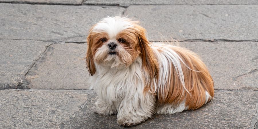 Shih Tzu