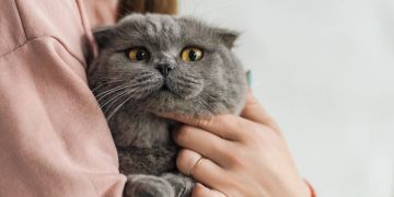 Graue Katze auf Frauenarm