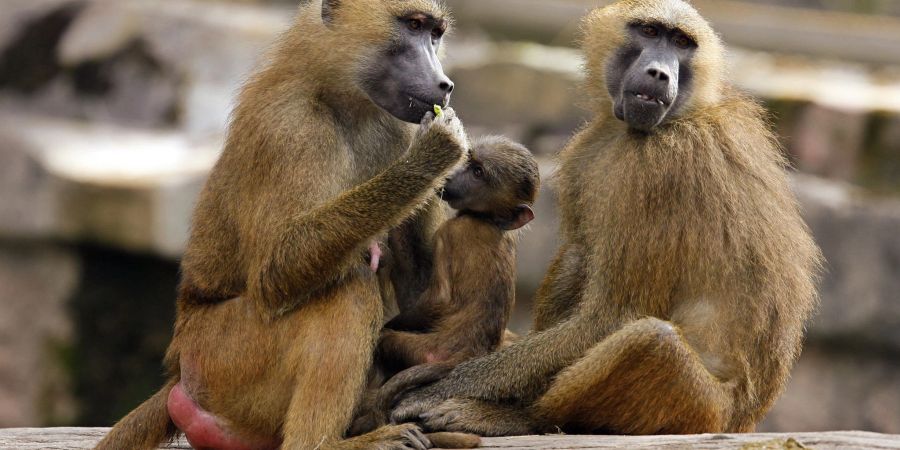 Eine Gruppe Paviane in ihrem Gehege im Tiergarten in Nürnberg.