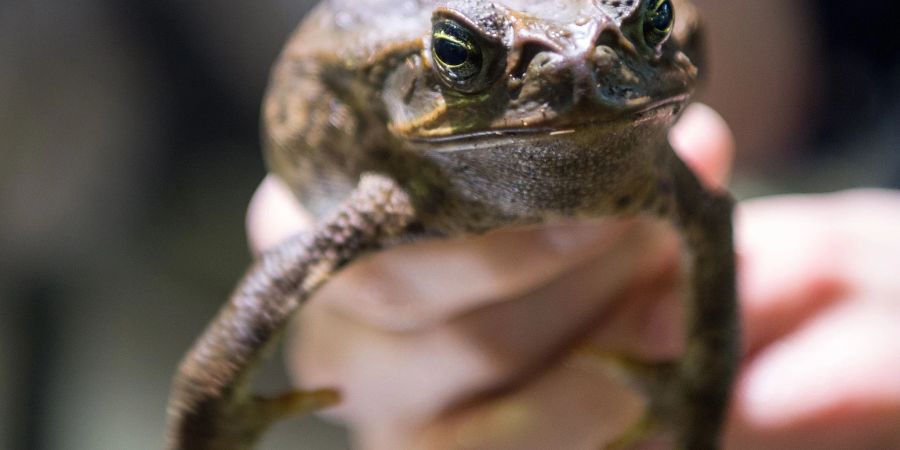 Sie sollte Schädlinge bekämpfen – jetzt wird sie selbst gejagt: Die Aga-Kröte ist in Australien eine Bedrohung für die einheimischen Tiere.