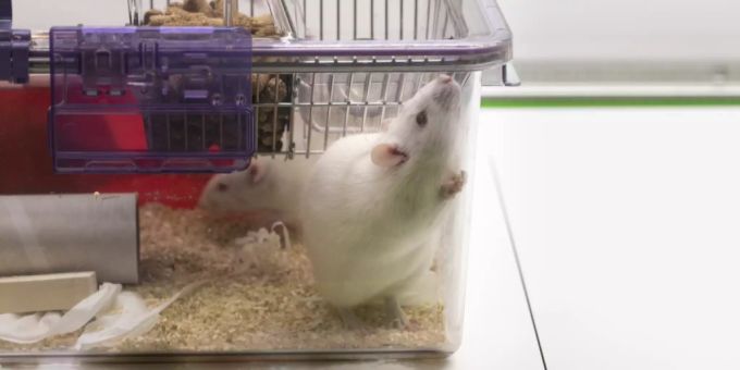 Ratten lieben Versteckspiel (Symbolbild). altern