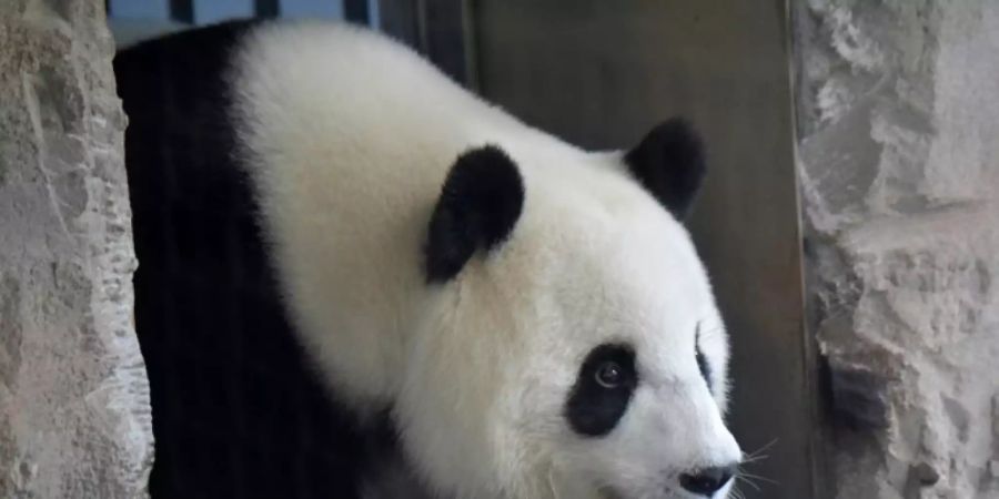 Pandaweibchen Meng Meng