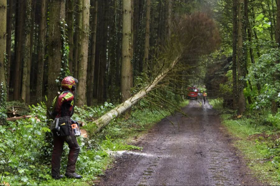 Wald Holzfäller Borkenkäfer