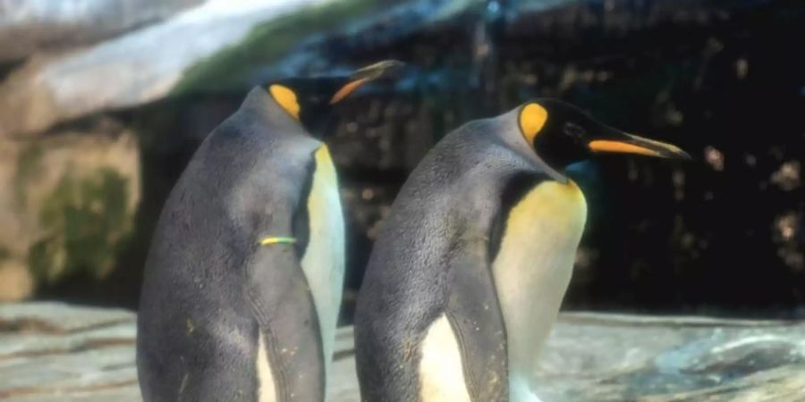 Die schwulen Königspinguine Skipper und Ping in ihrem Gehege im Zoo. Die beiden Pinguin-Männer verhielten sich wie vorbildliche Eltern und wärmten das Ei abwechselnd in ihrer Bauchfalte, sagte der Zoosprecher. Foto: Karl Broeseke/Zoo Berlin