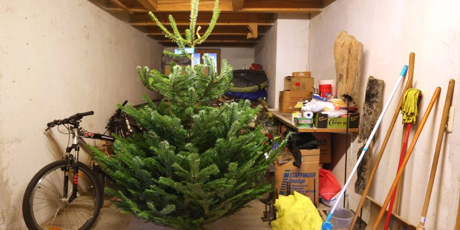 Frostige Temperaturen: Im Keller lässt sich der Weihnachtsbaum gut lagern.