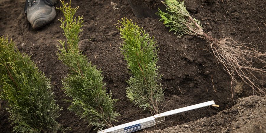 Hecke Erde Garten Pflanzen Zollstock