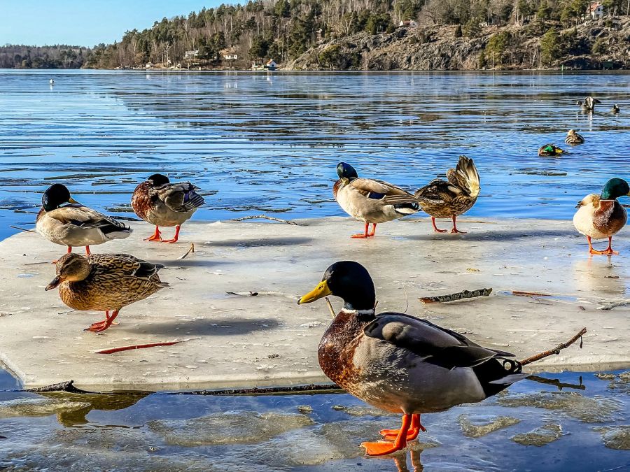 Ente Eis Scholle See Winter