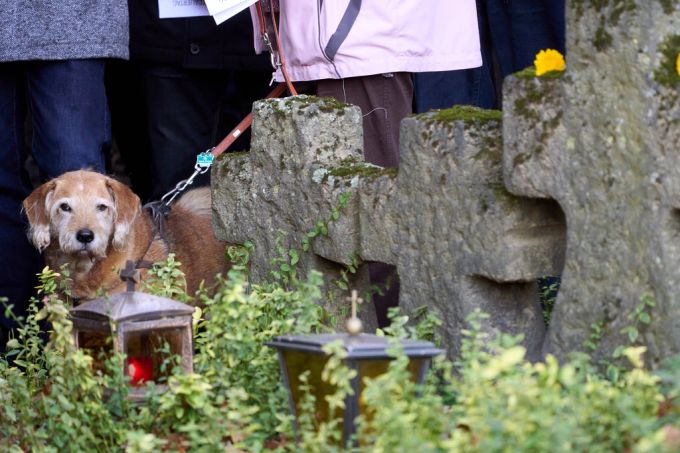 Alternde Hunde können sehr stark unter Arthrose leiden arthrose hund