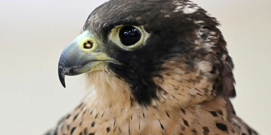Falke