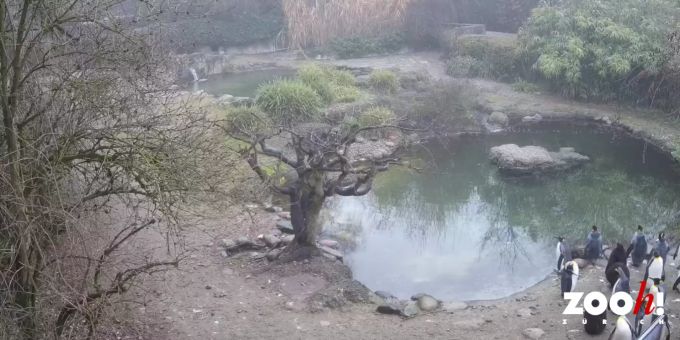 Coronavirus: Zoo-Besucher und Direktor freuen sich über ...