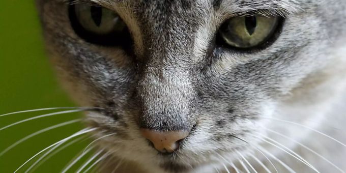 Mit Toxoplasmen infizierte Katzen scheiden infektiöse Oozysten in die Umwelt aus. Zürcher Forschende entwickelten nun ein Lebendvakzin gegen den mikroskopisch kleinen Erreger.(Archivbild) Mit Toxoplasmen infizierte Katzen scheiden infektiöse Oozysten in die Umwelt aus. Zürcher Forschende entwickelten nun ein Lebendvakzin gegen den mikroskopisch kleinen Erreger.(Archivbild)