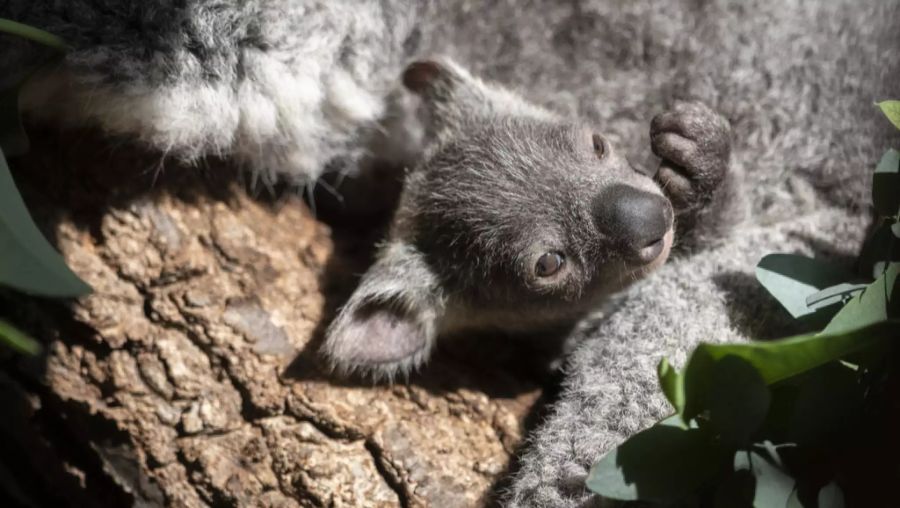 koala zoo zürich