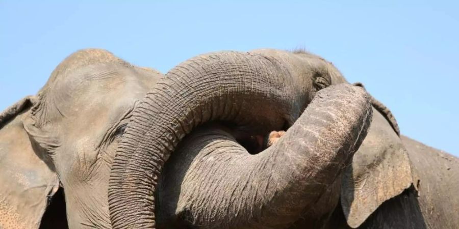 Kranke und traumatisierte Elefanten werden im Norden Thailands im «Elephant Nature Park» versorgt. Foto: Save Elephant Foundation/dpa