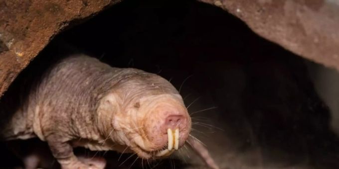 Gewinnt keinen Schönheitswettbewerb, kann dafür aber 18 Minuten ohne Sauerstoff auskommen: ein Nacktmull in der neuen Savannen-Anlage im Zürcher Zoo. Gewinnt keinen Schönheitswettbewerb, kann dafür aber 18 Minuten ohne Sauerstoff auskommen: ein Nacktmull in der neuen Savannen-Anlage im Zürcher Zoo.