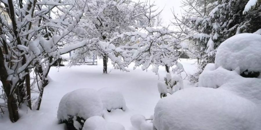 Frost