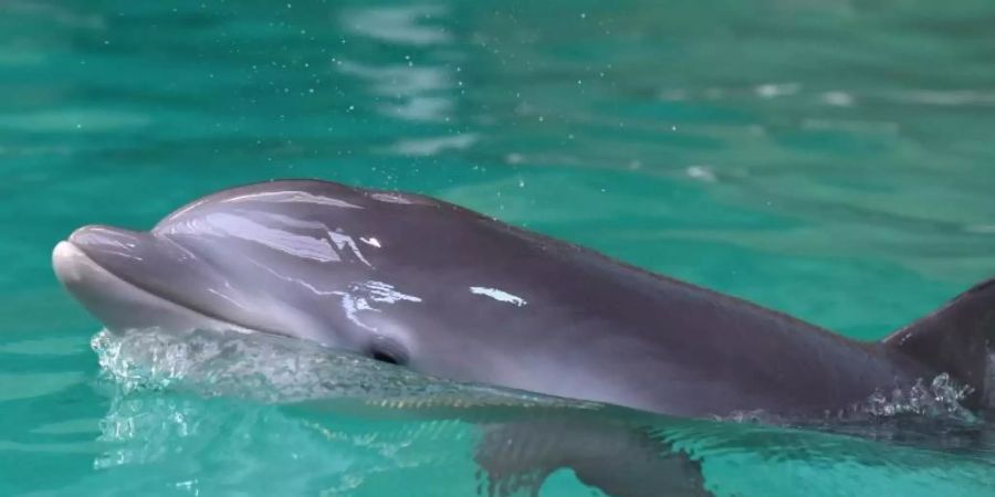 Tierschützer protestieren immer wieder gegen die Haltung von Delfinen in Gefangenschaft. Foto: Caroline Seidel/Symbolbild/dpa