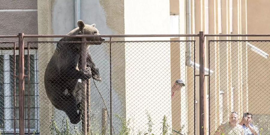 Ein Braunbär auf dem Areal einer Schule in der Stadt Csikszereda in Rumänien. (Archivbild)