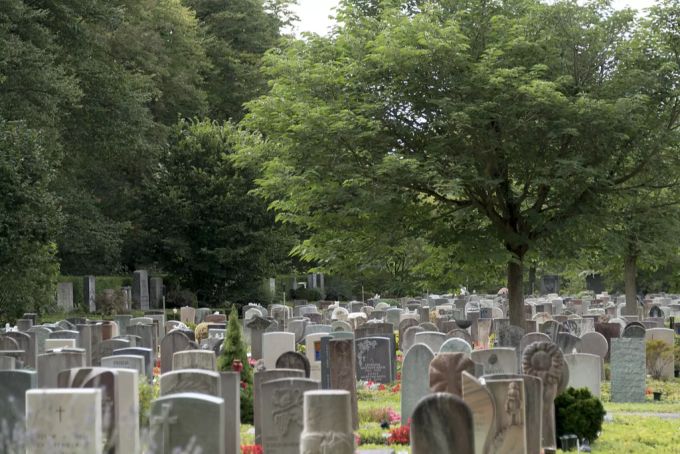 Der Basler Friedhof Hörnli ist für rund 25 Rehe ein Zuhause. Basel