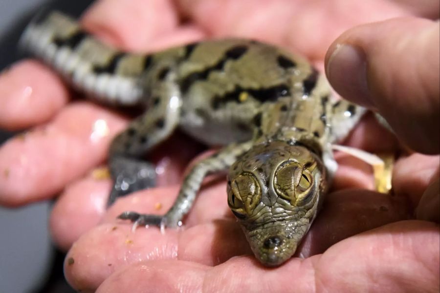 Westafrikanische Krokodilbabys im Aquatis