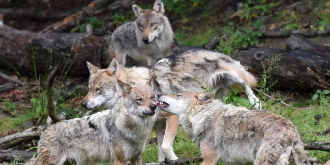 Die Berner Konvention leitet eine Untersuchung zur Schweizer Wolfsabschusspolitik ein. (Symbolbild) Wölfe