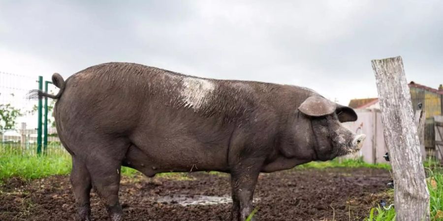 Sattelschwein Bobbyauf dem Bioland Hof Sonnenschein. Foto: Mohssen Assanimoghaddam/dpa