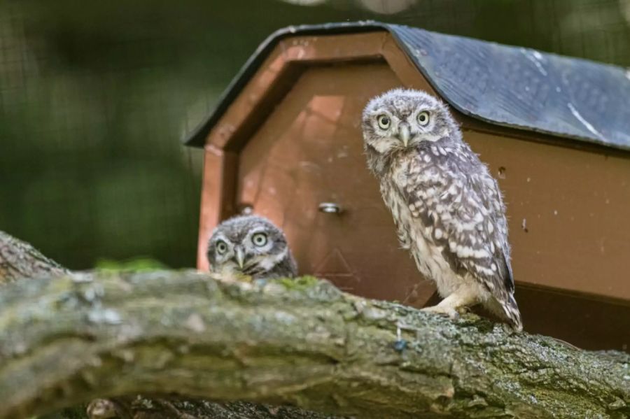 Die vor 25 Jahren schweizweit fast ausgestorbene Eulenart besetzt nun wieder 161 Reviere in der Schweiz. (Archivbild/Symbolbild, Zoo Basel)