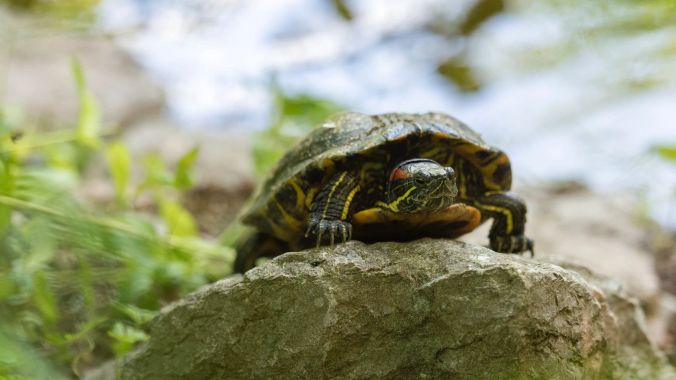 Auch exotische Exemplare werden tierärztlich versorgt und gepflegt.