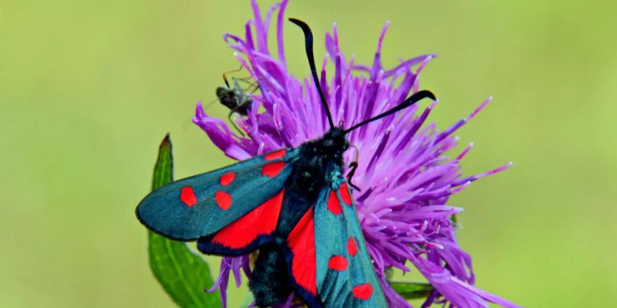 Ein Hornkleewidderchen sitzt auf eine Wiesenflockenblume.