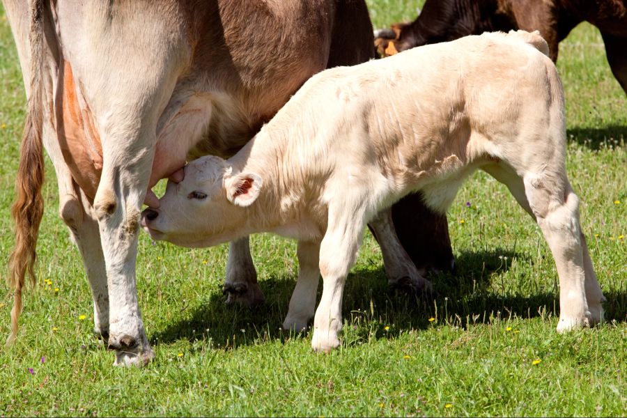 Tierschutz Kühe