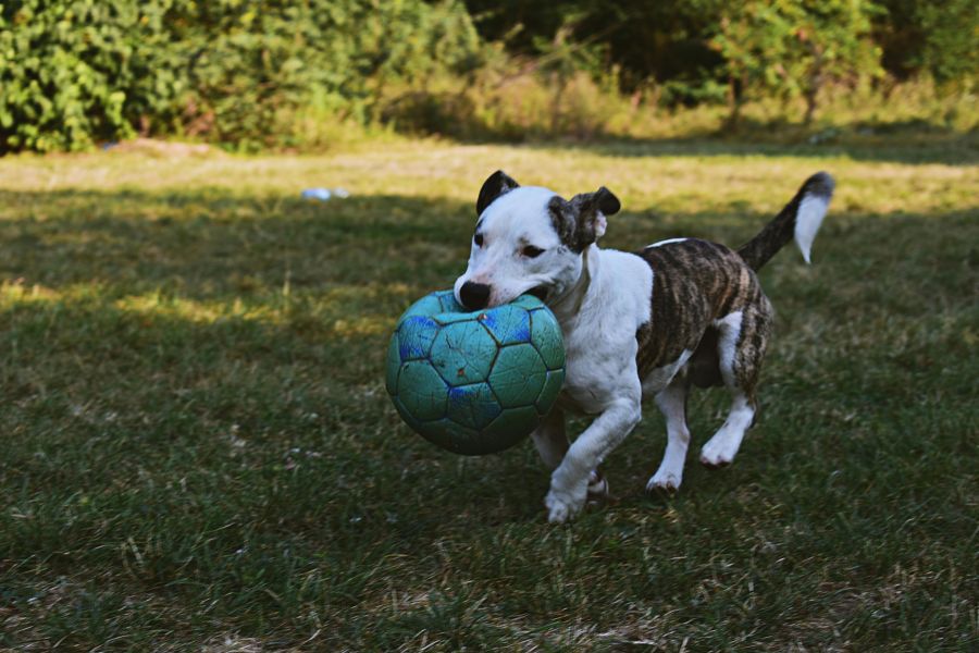 Das Problem: Das Spielen wird zwanghaft.