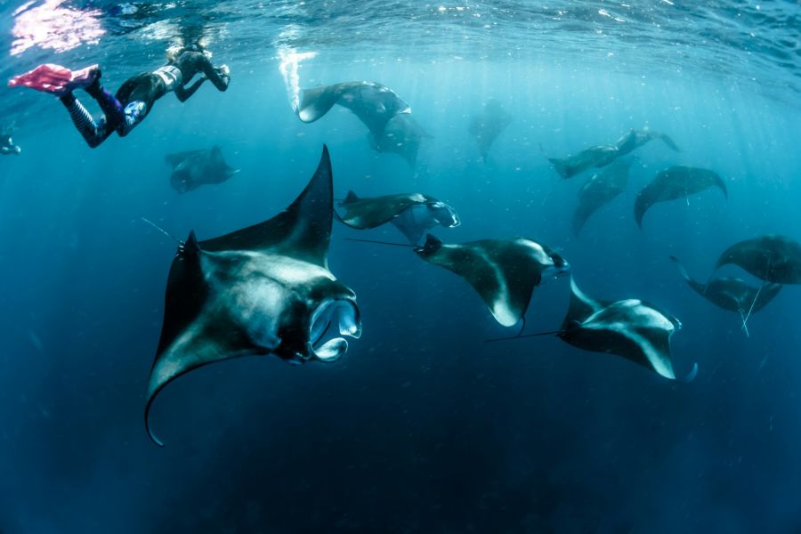 Mantarochen