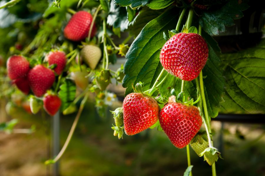 erdbeeren anbauen