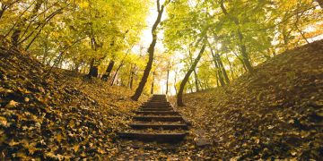 Treppe Wald Herbst Laub