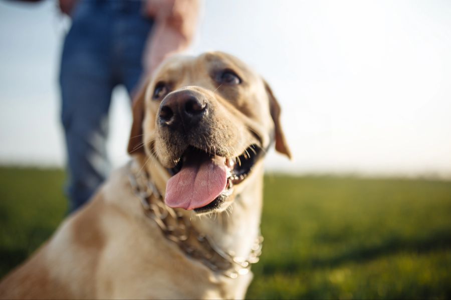 Hund, Person im Hintergrund