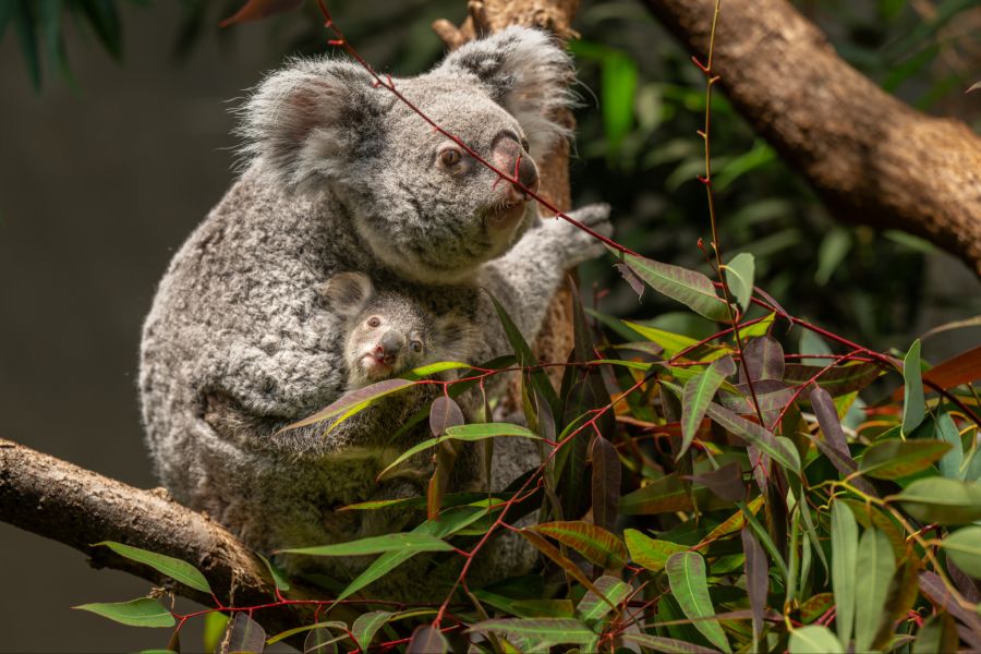 Bereits im Mai kam der kleine Koala zur Welt, versteckte sich jedoch sieben Monate im Beutel seiner Mutter.