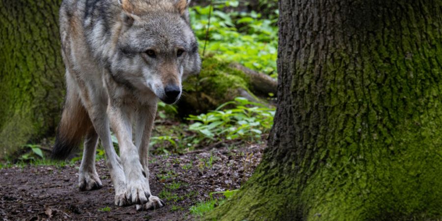 Der Wolf erregt im Kanton Schwyz immer wieder die Gemüter. (Archivaufnahme eines Tieres im Wolfscenter im deutschen Dörverden)