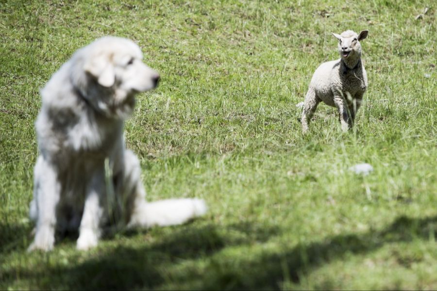 Herdenschutzhund