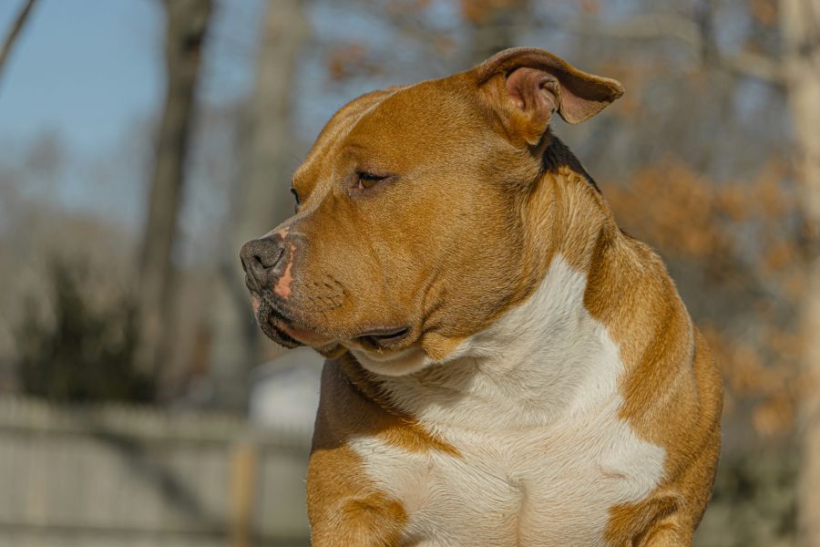 Brauner American Bully Hund